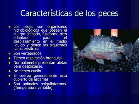 caracteristicas de los pescados.